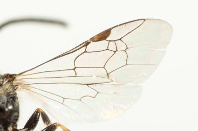  Lasioglossum politum (Schenck, 1853)