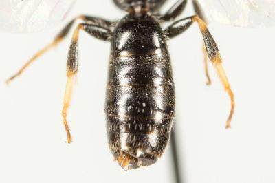  Lasioglossum politum (Schenck, 1853)