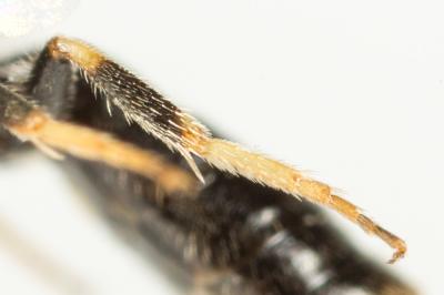  Lasioglossum politum (Schenck, 1853)