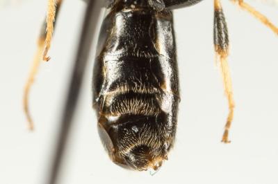  Lasioglossum politum (Schenck, 1853)