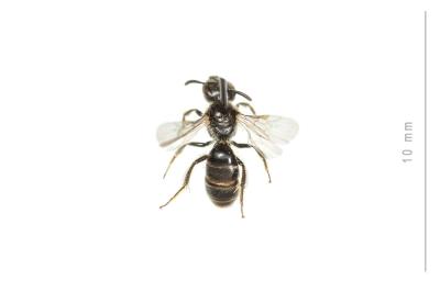  Lasioglossum pauxillum (Schenck, 1853)