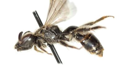  Lasioglossum pauxillum (Schenck, 1853)