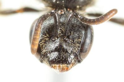  Lasioglossum pauxillum (Schenck, 1853)