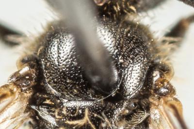  Lasioglossum pauxillum (Schenck, 1853)