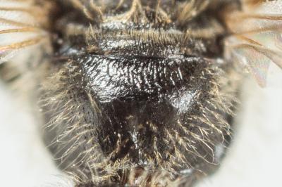  Lasioglossum pauxillum (Schenck, 1853)
