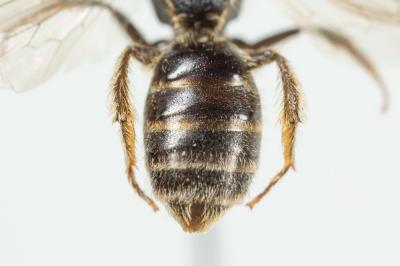  Lasioglossum pauxillum (Schenck, 1853)