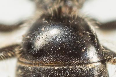  Lasioglossum pauxillum (Schenck, 1853)