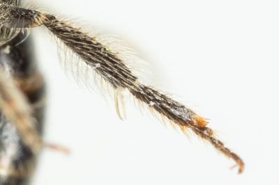  Lasioglossum pauxillum (Schenck, 1853)