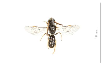  Lasioglossum pauxillum (Schenck, 1853)