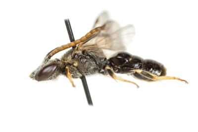  Lasioglossum pauxillum (Schenck, 1853)