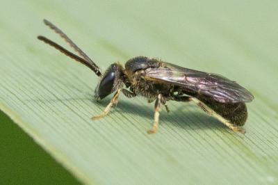  Lasioglossum pauxillum (Schenck, 1853)