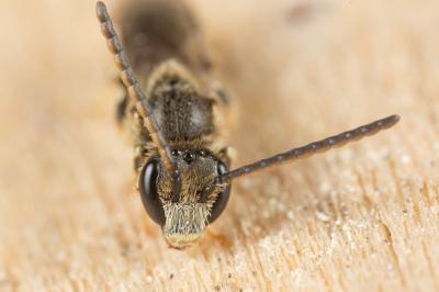 Lasioglossum pauxillum (Schenck, 1853)