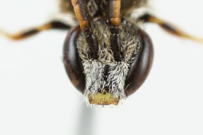  Lasioglossum pauxillum (Schenck, 1853)