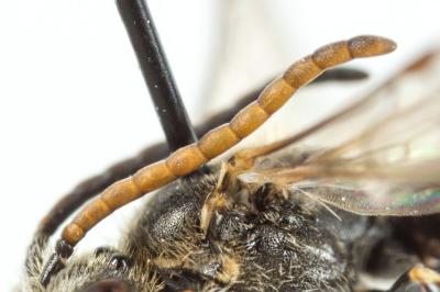  Lasioglossum pauxillum (Schenck, 1853)