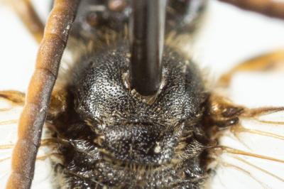 Lasioglossum pauxillum (Schenck, 1853)