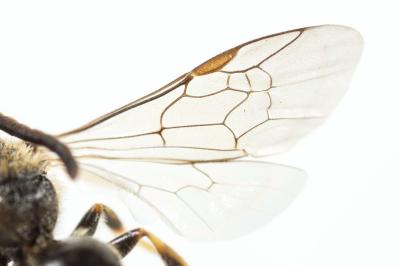  Lasioglossum pauxillum (Schenck, 1853)
