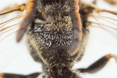  Lasioglossum pauxillum (Schenck, 1853)