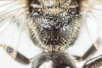  Lasioglossum pauxillum (Schenck, 1853)