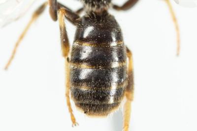  Lasioglossum pauxillum (Schenck, 1853)