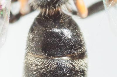 Lasioglossum pauxillum (Schenck, 1853)