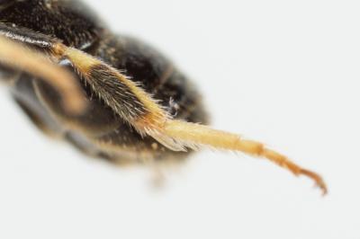  Lasioglossum pauxillum (Schenck, 1853)