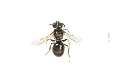  Lasioglossum pauperatum (Brullé, 1832)