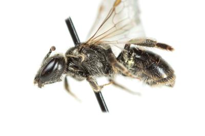  Lasioglossum pauperatum (Brullé, 1832)