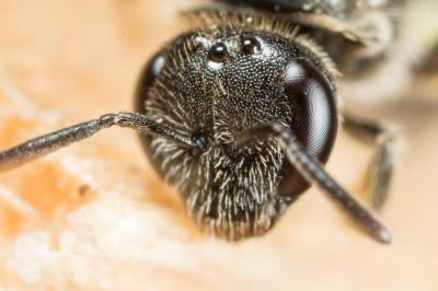 Lasioglossum pauperatum (Brullé, 1832)