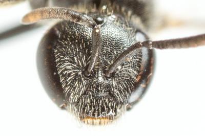  Lasioglossum pauperatum (Brullé, 1832)