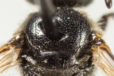  Lasioglossum pauperatum (Brullé, 1832)