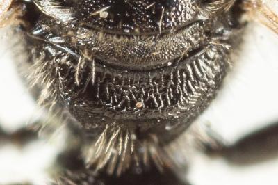  Lasioglossum pauperatum (Brullé, 1832)