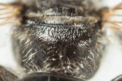  Lasioglossum pauperatum (Brullé, 1832)