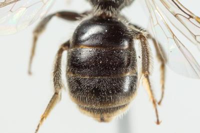  Lasioglossum pauperatum (Brullé, 1832)