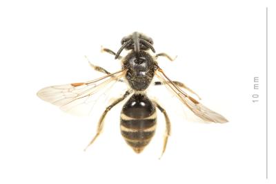  Lasioglossum pallens (Brullé, 1832)