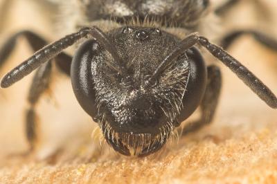  Lasioglossum pallens (Brullé, 1832)