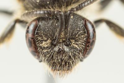  Lasioglossum pallens (Brullé, 1832)