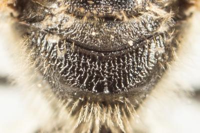  Lasioglossum pallens (Brullé, 1832)