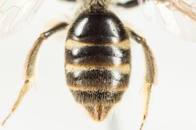  Lasioglossum pallens (Brullé, 1832)