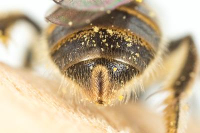 Lasioglossum pallens (Brullé, 1832)