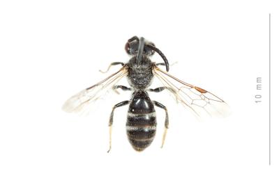  Lasioglossum pallens (Brullé, 1832)