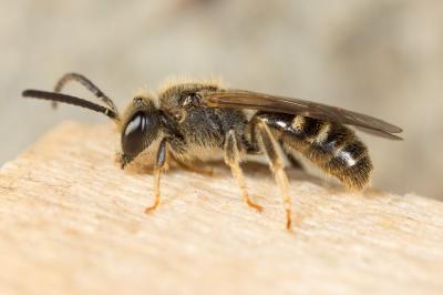  Lasioglossum pallens (Brullé, 1832)