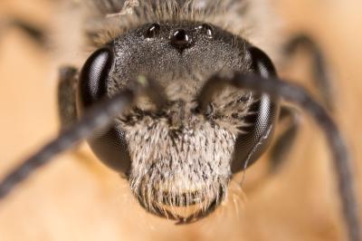  Lasioglossum pallens (Brullé, 1832)