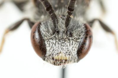  Lasioglossum pallens (Brullé, 1832)