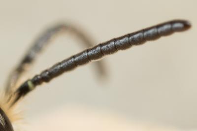  Lasioglossum pallens (Brullé, 1832)