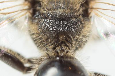 Lasioglossum pallens (Brullé, 1832)
