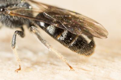  Lasioglossum pallens (Brullé, 1832)