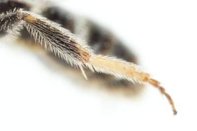  Lasioglossum pallens (Brullé, 1832)