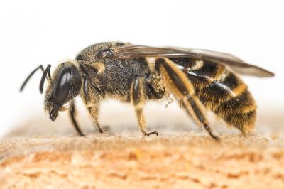  Lasioglossum nigripes (Lepeletier, 1841)