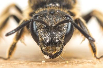  Lasioglossum nigripes (Lepeletier, 1841)