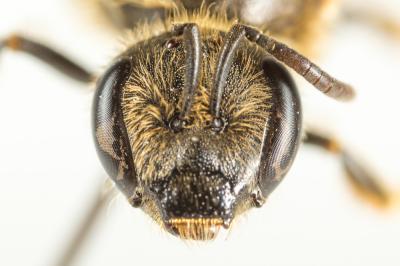  Lasioglossum nigripes (Lepeletier, 1841)